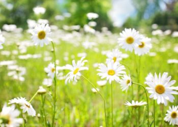 Séminaires d’entreprise : Quand l’évasion verte devient la norme